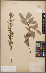 Foto von Salix caprea L. x Salix purpurea L.
